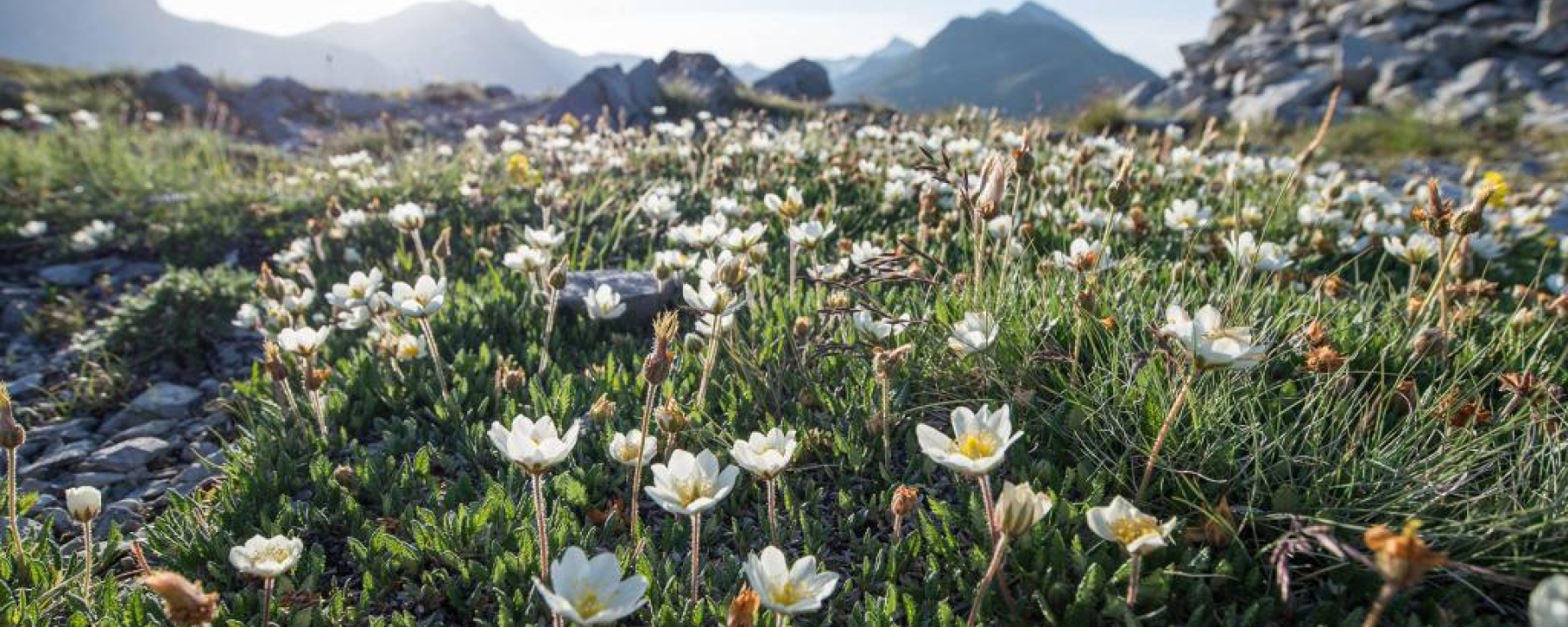 Die Flora auf der Anhöhe.
