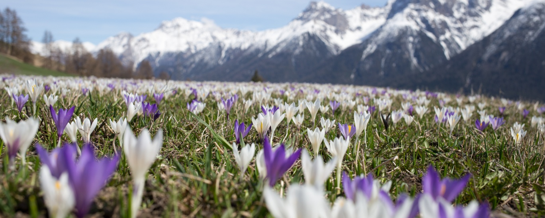 Krokusse bei Ftan