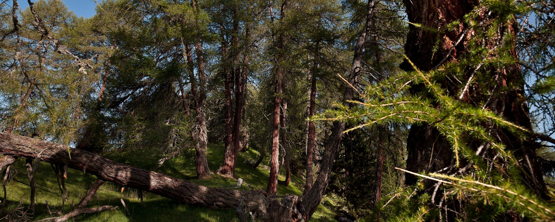 Unterwegs im Nadelmischwald bei Scuol