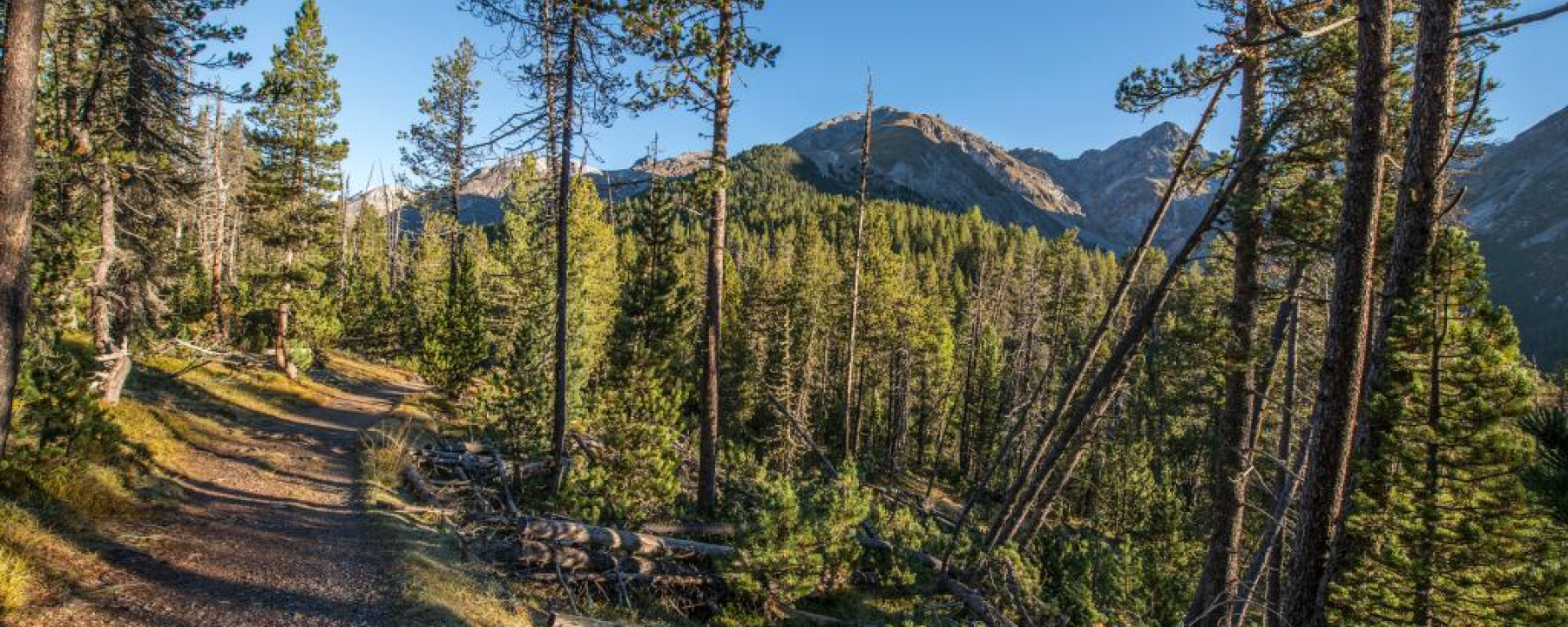 Ein breiter Weg führt von Champlönch durch die Bergföhrenwälder nach Grimmels.
