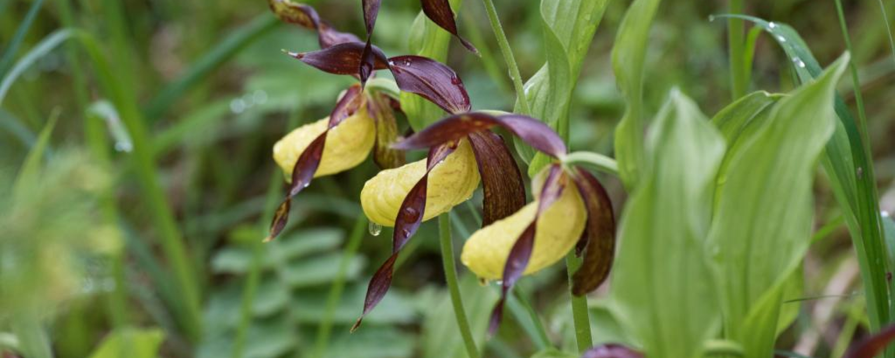 Im Juni blüht eingangs Val Trupchun an einigen Stellen der Frauenschuh, eine seltene und geschützte Orchidee.