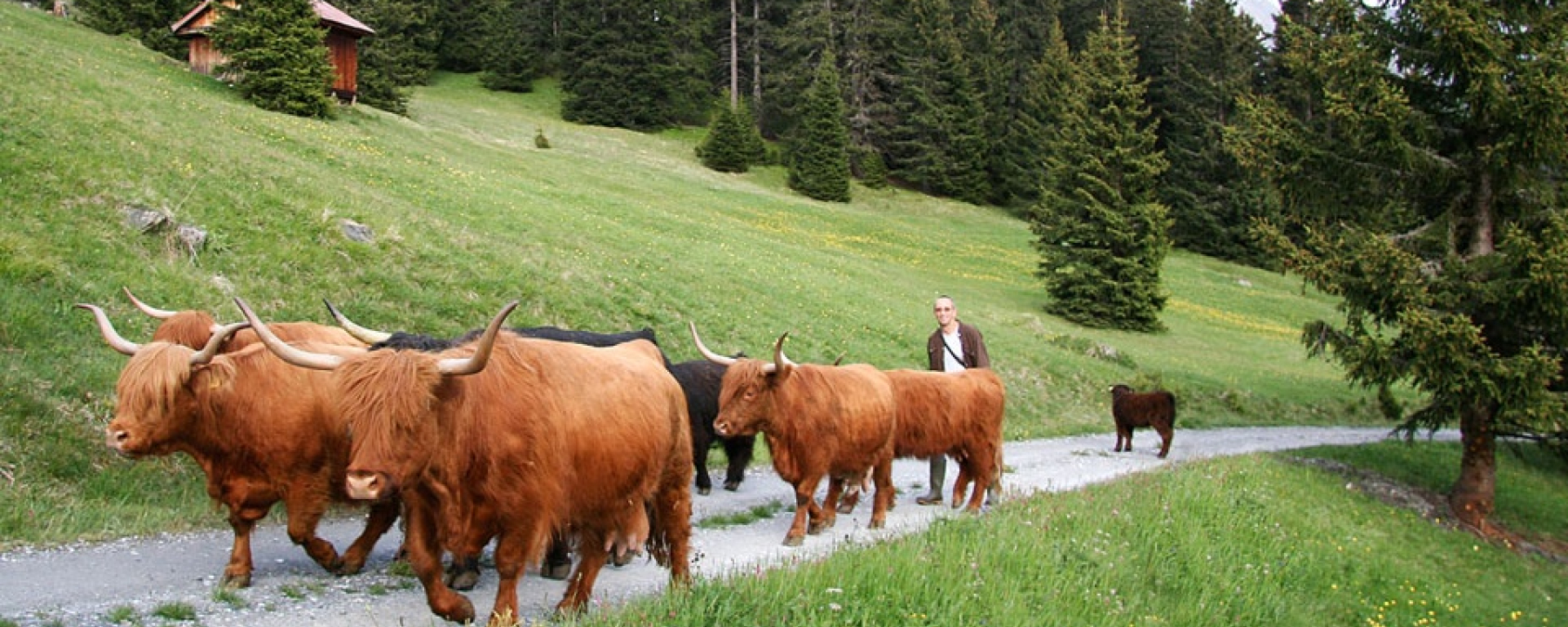 Bio Schorta