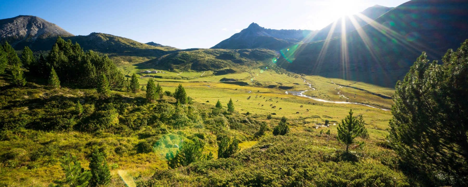 Im Arvenwald God da Tamangur kurz vor der Alp Astras.