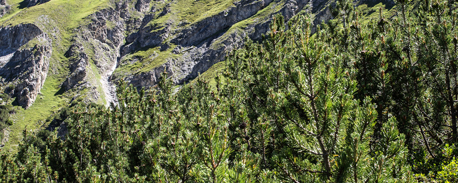 Piz Lischana: S-charl - Scuol