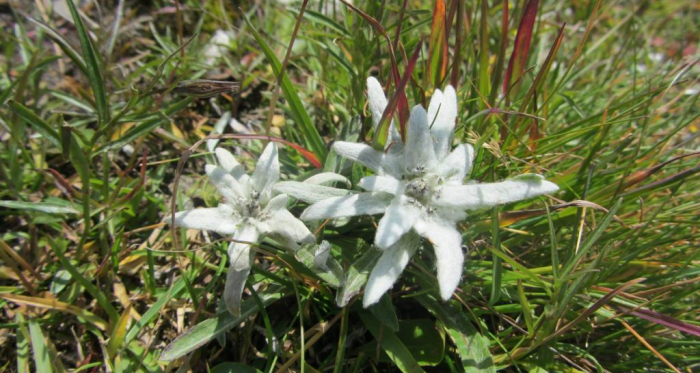 Piz Motnair, Edelweiss auf dem Gipfel Piz Motnair, Edelweiss auf dem Gipfel