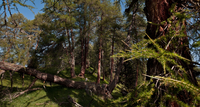 Unterwegs im Nadelmischwald bei Scuol