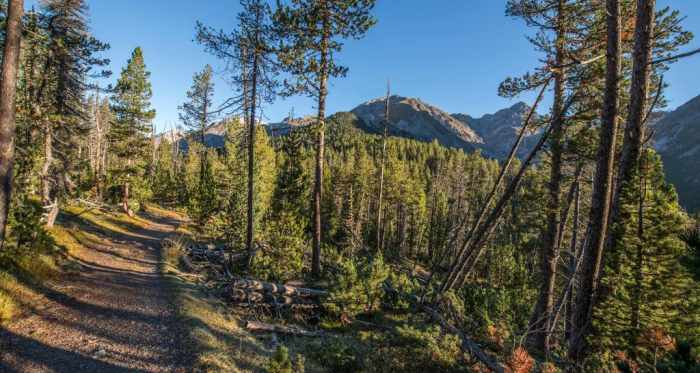 Ein breiter Weg führt von Champlönch durch die Bergföhrenwälder nach Grimmels.