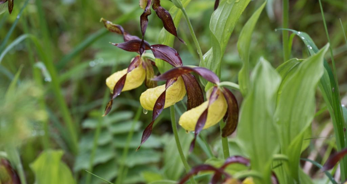 Im Juni blüht eingangs Val Trupchun an einigen Stellen der Frauenschuh, eine seltene und geschützte Orchidee.