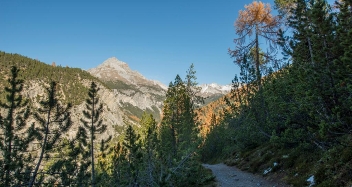 Der Weg schlängelt sich von La Drossa dem Hang entlang Richtung Alp la Schera. Im Hintergrund der Piz dal Fuorn.