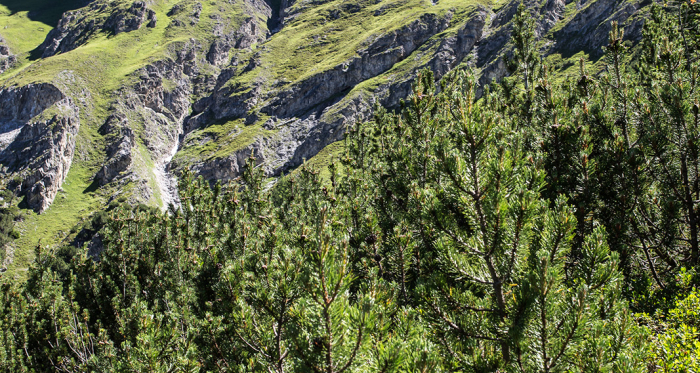Piz Lischana: S-charl - Scuol Piz Lischana: S-charl - Scuol