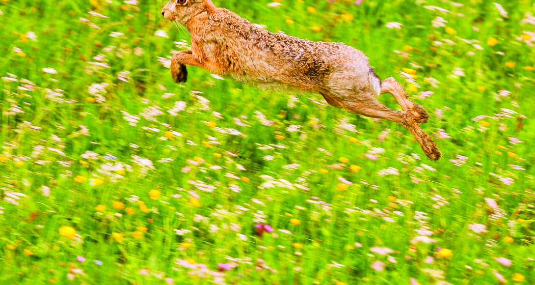 Wie der Hase läuft! (nsp_img_43633ac) Wie der Hase läuft! (nsp_img_43633ac)