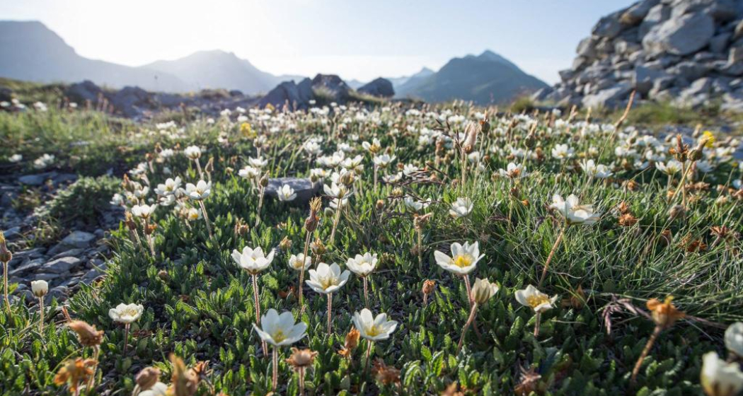 Die Flora auf der Anhöhe. Die Flora auf der Anhöhe.