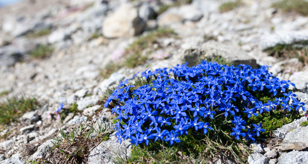 S-charl – Alp Sesvenna (retour) (oua_15845797_image) S-charl – Alp Sesvenna (retour) (oua_15845797_image)