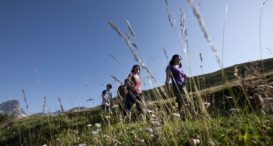 Warzenbeisserweg – «senda dal magliavirüclas» (oua_17632746_image) Warzenbeisserweg – «senda dal magliavirüclas» (oua_17632746_image)