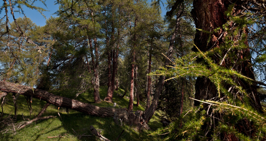 Unterwegs im Nadelmischwald bei Scuol Unterwegs im Nadelmischwald bei Scuol