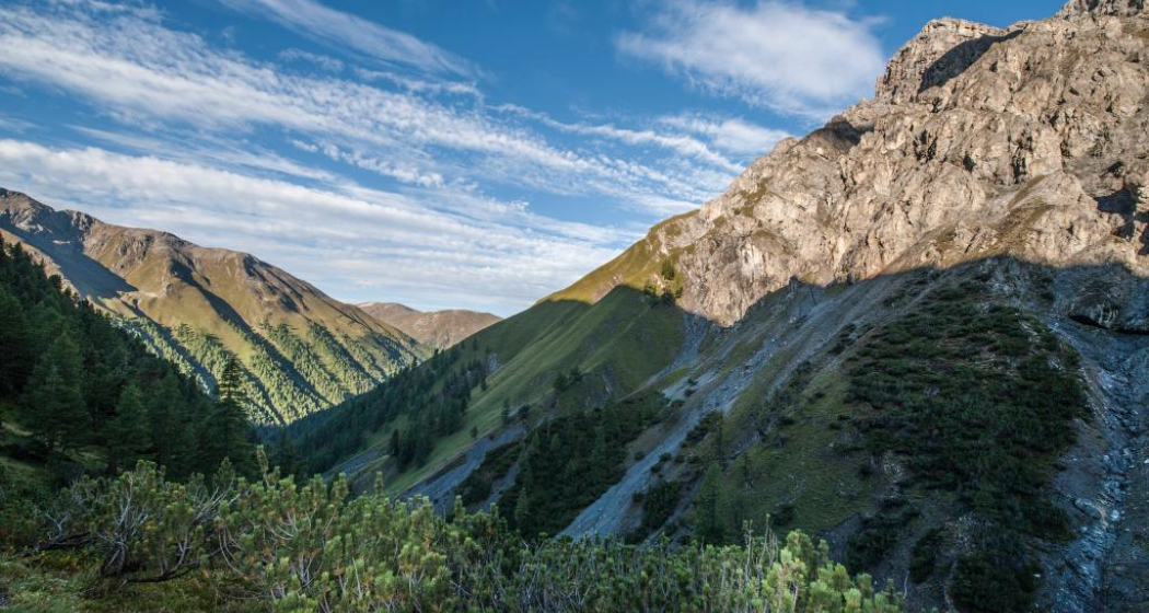 Im Aufstieg durch die Legföhrengürtel in der Val Müschauns Im Aufstieg durch die Legföhrengürtel in der Val Müschauns