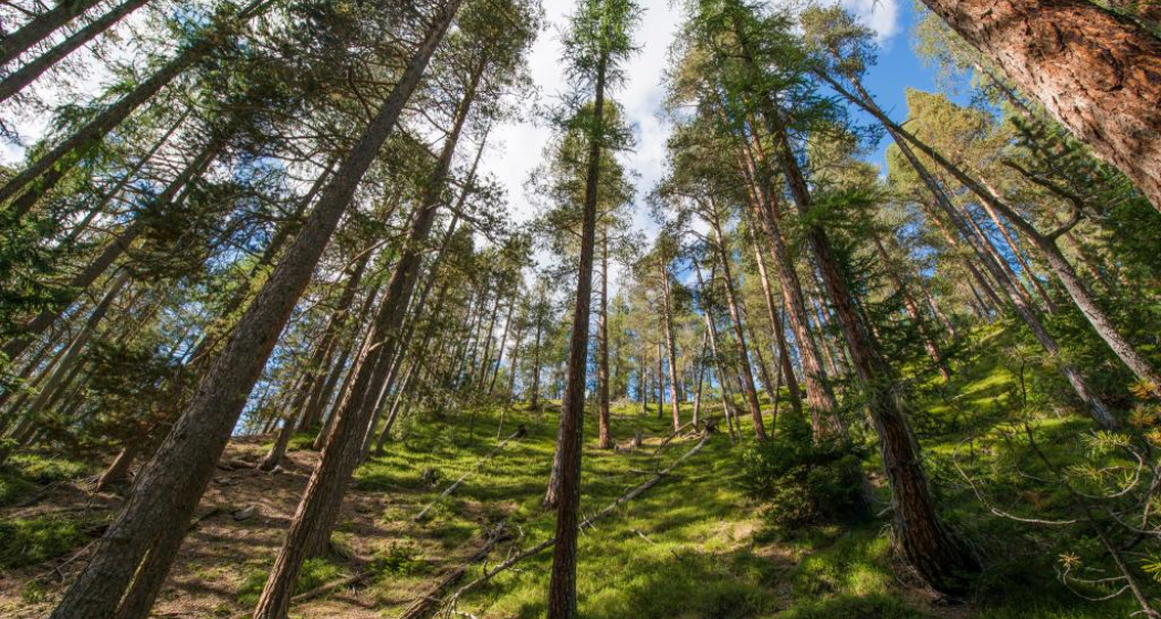 Im Aufstieg von Margun Grimmels zur Ofenpassstrasse durchqueren wir stattliche Lärchen-Waldföhrenbestände. Im Aufstieg von Margun Grimmels zur Ofenpassstrasse durchqueren wir stattliche Lärchen-Waldföhrenbestände.