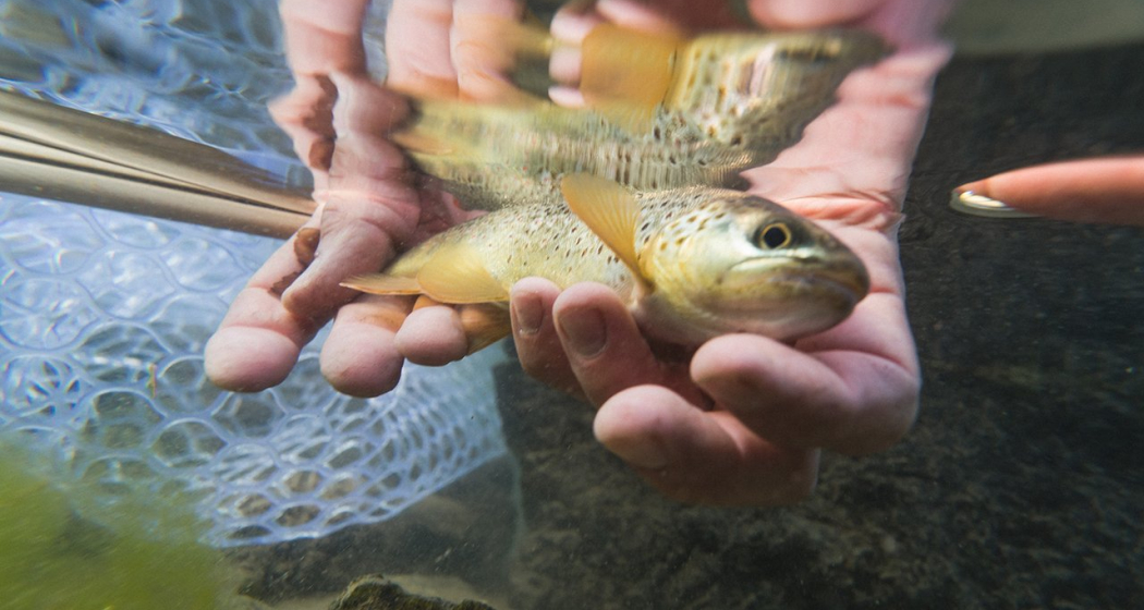 Fliegenfischen © Filip Zuan Fliegenfischen © Filip Zuan