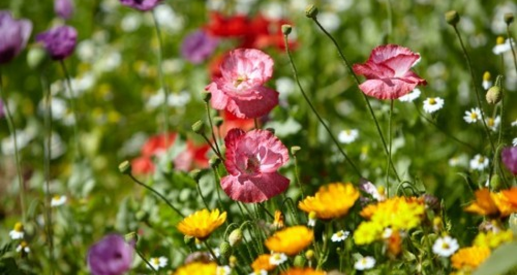 Ringelblumen Ringelblumen
