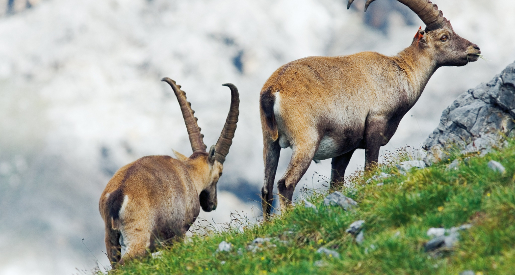 Steinwildbeobachtung Steinwildbeobachtung