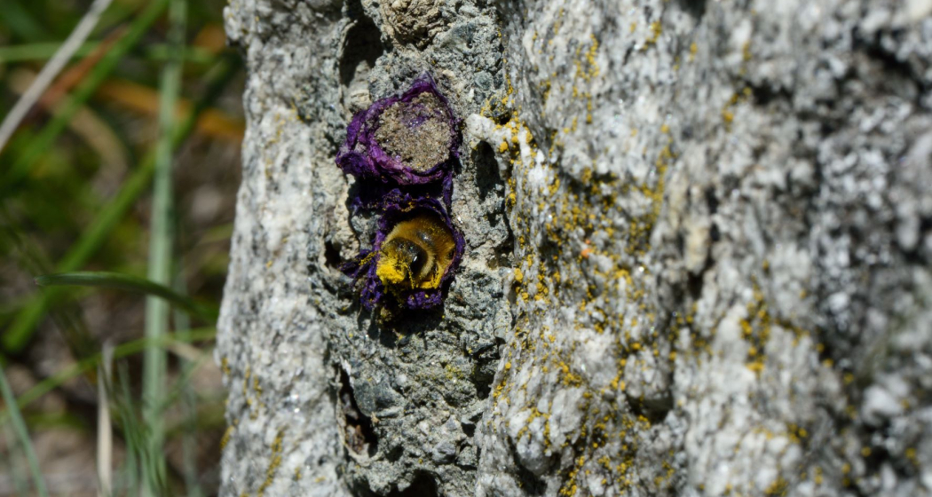 Wildbienen Wildbienen