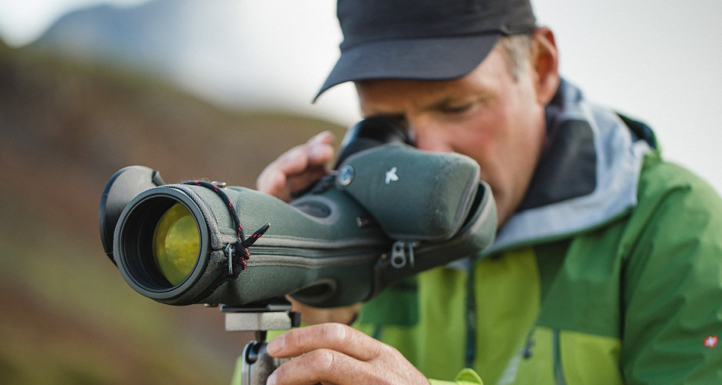 Steinwildbeobachtung Steinwildbeobachtung