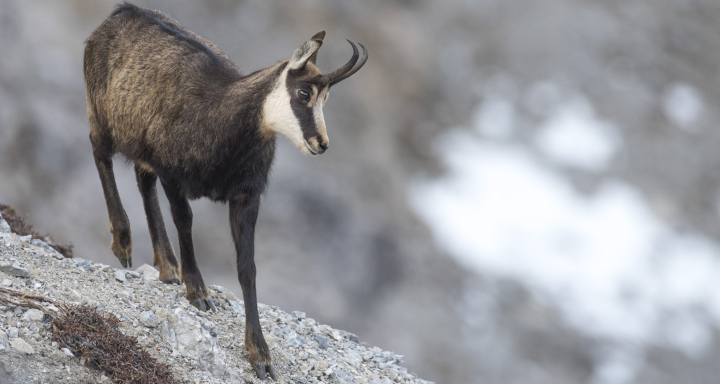 Steinwildbeobachtung Steinwildbeobachtung