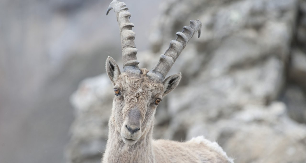 Wildbeobachtung Wildbeobachtung