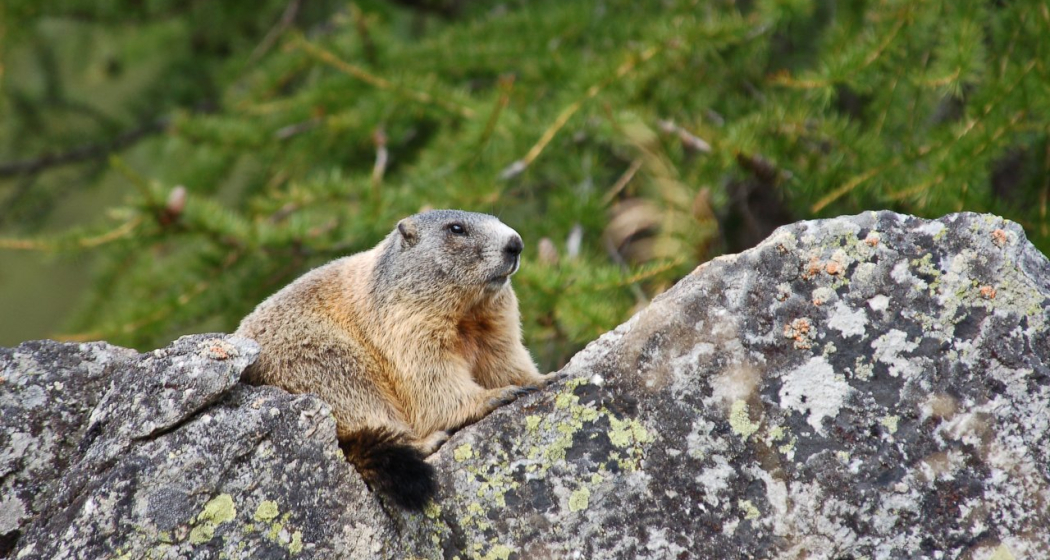 Wildbeobachtung Wildbeobachtung