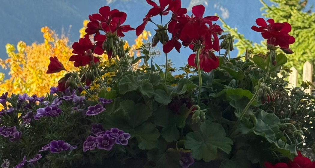 Ferienwohnung - Berge