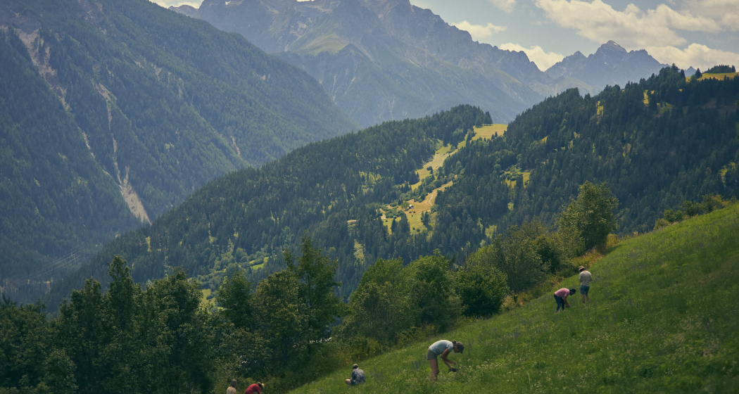 Essbare Landschaften (gdl_815280715_image)