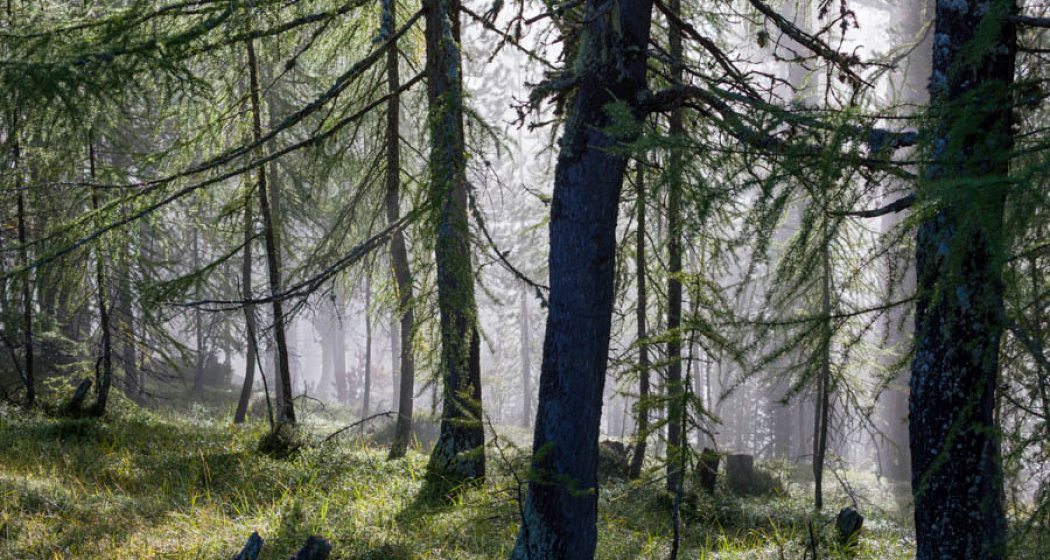 Wanderung im Schweizerischen Nationalpark und im Engadin (gdl_886110890_image) Wanderung im Schweizerischen Nationalpark und im Engadin (gdl_886110890_image)