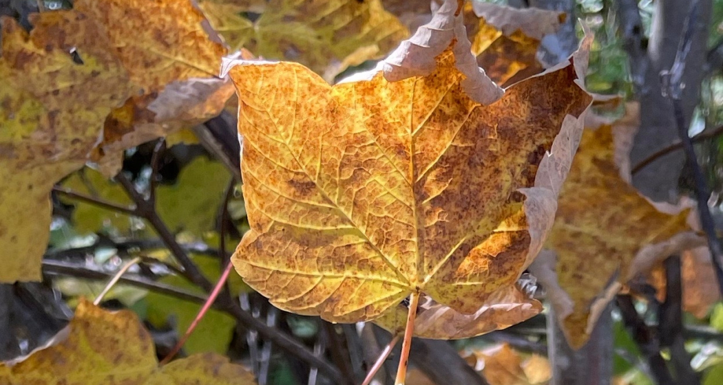 Poesie der Natur im Kreis des Jahres. Meditationsabende im Herbstquartal (gdl_891912726_image) Poesie der Natur im Kreis des Jahres. Meditationsabende im Herbstquartal (gdl_891912726_image)