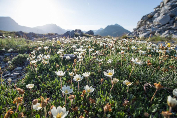 Die Flora auf der Anhöhe.