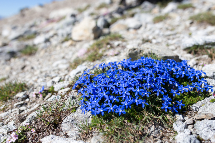 S-charl – Alp Sesvenna (circuit) (oua_15845797_image)