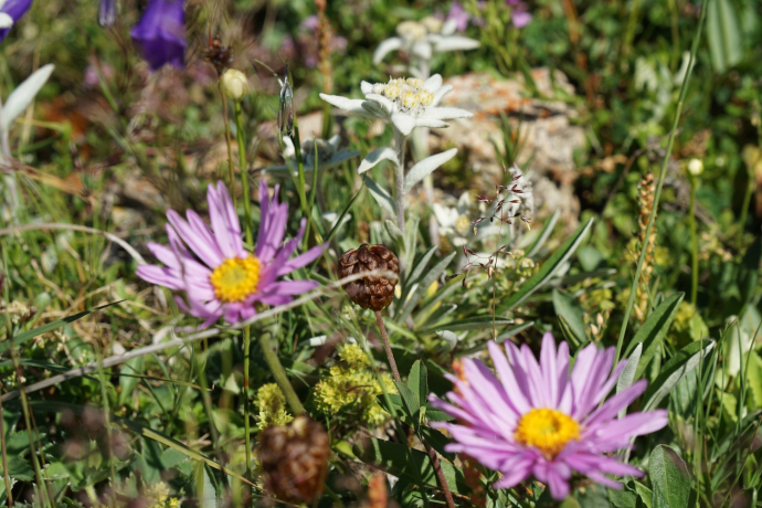 Bergwanderung Tablasot (oua_15845917_image)