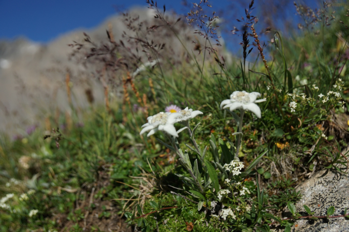 Mot dal Gajer (oua_15846037_image)