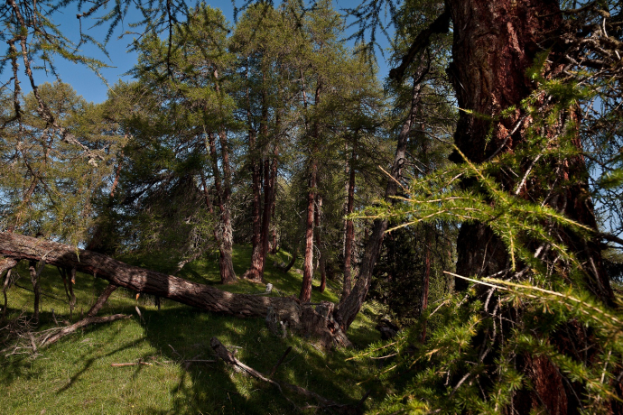 Unterwegs im Nadelmischwald bei Scuol