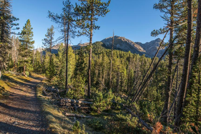 Un large chemin mène de Champlönch à travers les forêts de pins montagnards jusqu'à Grimmels.
