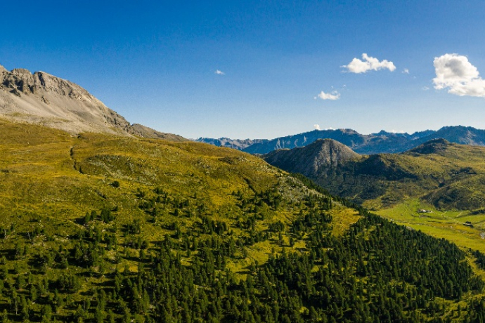 Der Arvenwald God da Tamangur im Val S-charl.