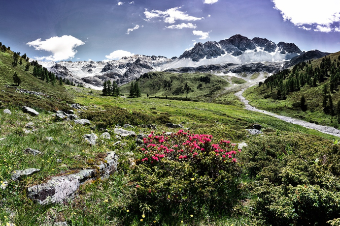 Arvenliebe (oua_56876139_image)