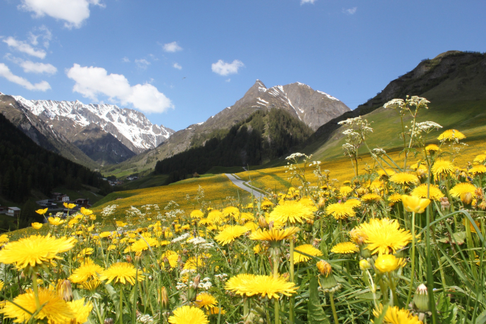 Löwenzahn blüht im Samnauntal