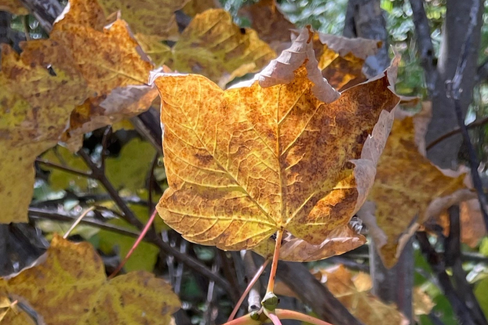 Poesie der Natur im Kreis des Jahres. Meditationsabende im Herbstquartal (gdl_891912726_image)
