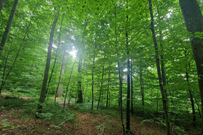 Achtsamkeit Retreat: Digital Detox in der Natur (gdl_902672915_image)