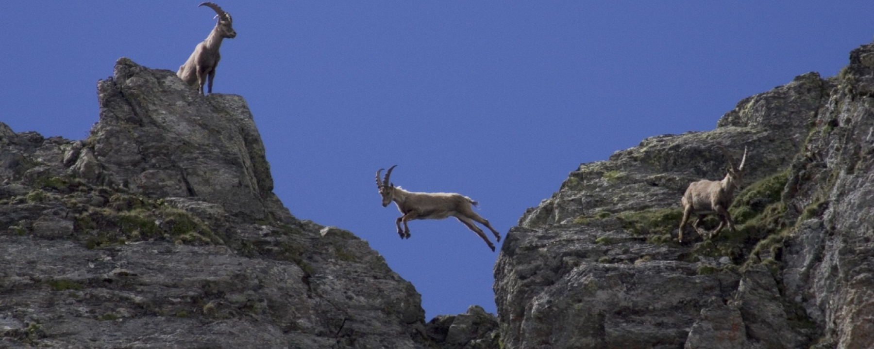 Steinwildbeobachtung