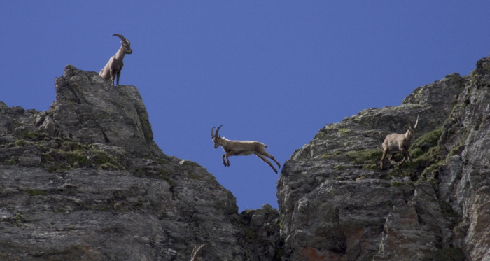Steinwildbeobachtung