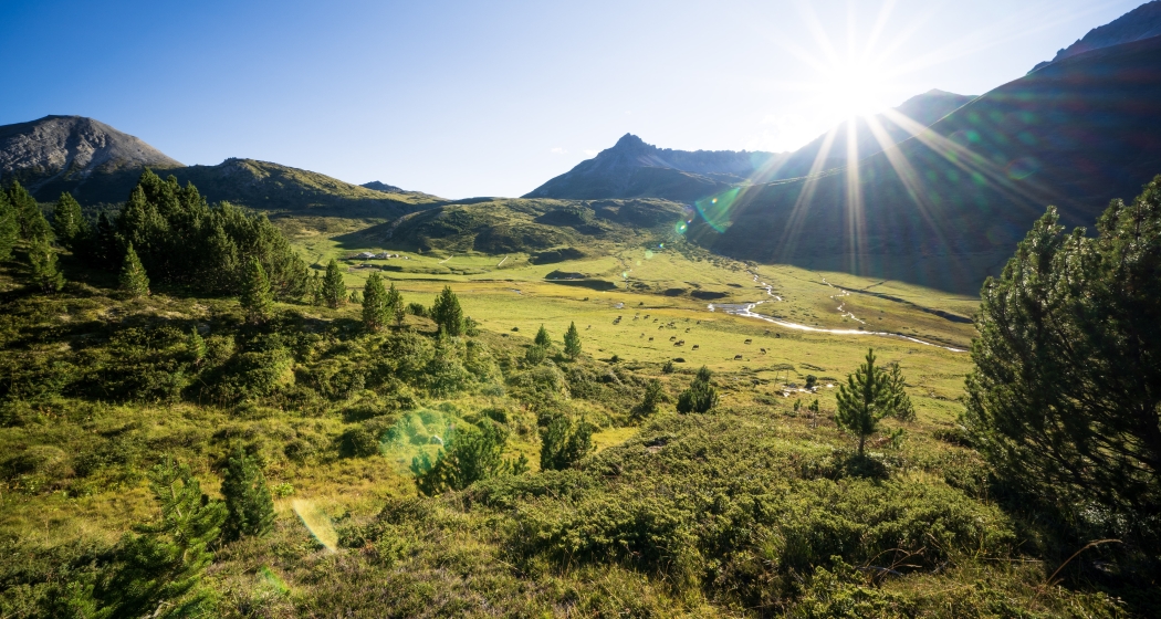 God Tamangur in S-charl im Engadin © TESSVM (Dominik Täuber) God Tamangur in S-charl im Engadin © TESSVM (Dominik Täuber)