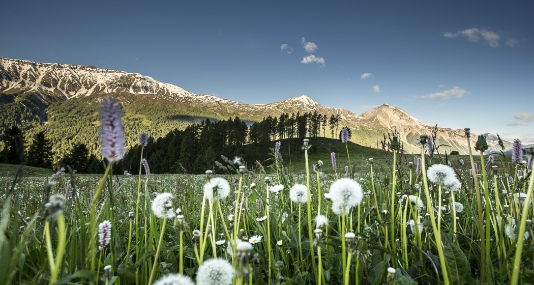 Die neue Website der Biosfera und der TESSVM