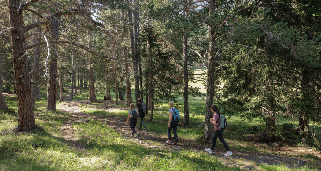 Gesundheitswälder im Engadin, achtsames Wandern