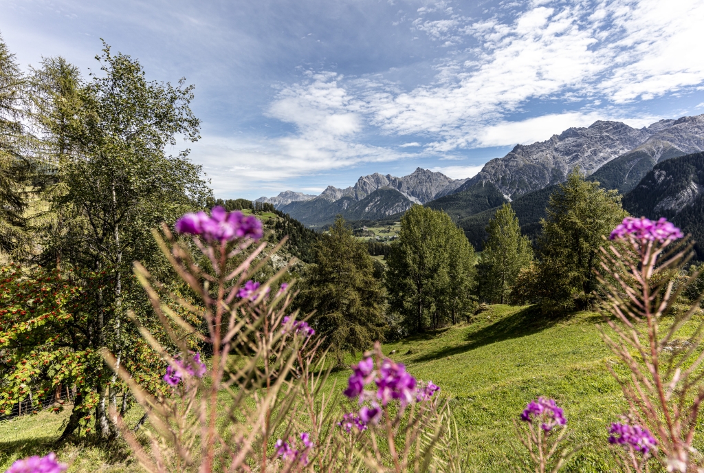 Blumenwiese im Engadin mit Blick nach Tarasp